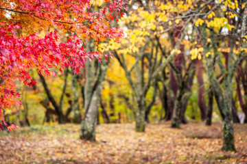 Beautiful maple leaf tree in autumn season
