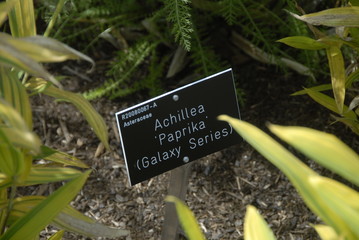 Achillea © HVPM dev