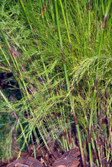 Obraz premium Calopsis Paniculata