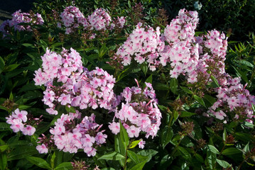 Phlox Paniculata Bright Eyes