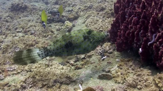 Scribbled Filefish swim at Koh Tao
Filmed with Canon HF G25 in Gates  Underwater housing with wide angle port
1080 HD