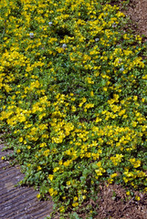 Lysimachia Nummularia
