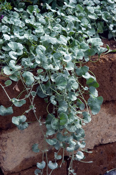Dichondra Silver Falls
