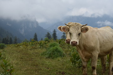 Fototapeta na wymiar mountain cows