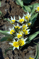Tulipa Biflora Maxima - Tulipe