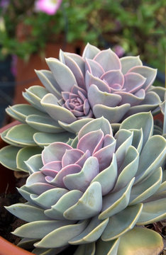 Echeveria Gloire De Nuernberg