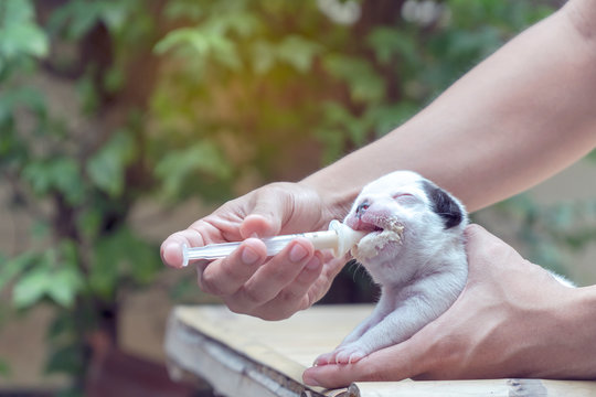Feeding a newborn puppy formula french bulldog from a sling. Owner of dog give some milk in the first day after born. Substitutes of mother's milk with green nature blurred background. - Image