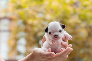 Close up of women owner hands of little french bulldog holding new-born mongrel puppies in park in warm weather. Innocent pathetic mammal face. Newborn puppy Dog 1 month already Vaccination. - Image
