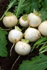 Brassica Rapa - Navet Tokyo Cross