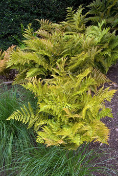 Dryopteris Erythrosora
