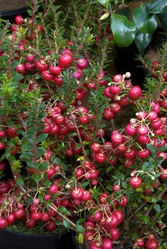 Pernettya Mucronata Alba - Pernettya Rouge