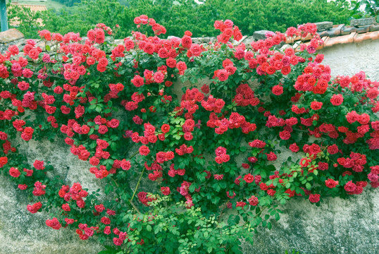 Rosa - Rosier Grimpant