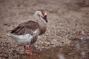 Wild geese and ducks coexist with people walking swimming