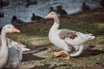 Wild geese and ducks coexist with people walking swimming