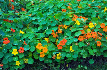 Tropaeolum - Capucine