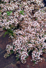 Thymus Serpyllum Vey