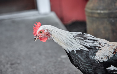 Domestic farm rooster chicken poultry easter eggs village cock cage free