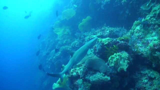  White-Tip Shark (Triaenodon obesus) Swimming up a Wall - Tubbataha Reefs, Palawan, Philippines