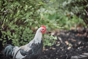 Domestic farm rooster chicken poultry easter eggs village cock cage free