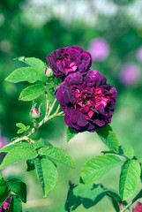 Rosa Rose Des Maures - Rosier