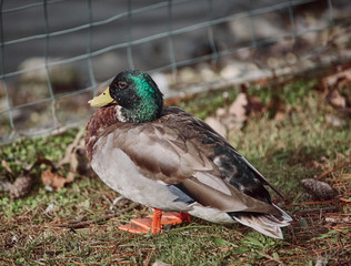 Wild geese and ducks coexist with people walking swimming