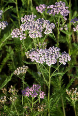 Achillea Millefolium Lilac Beauty © HVPM dev
