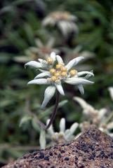 Leontopodium Alpinum - Edelweiss