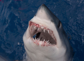 closeup of a mouth of mako shark