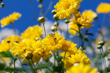 Chrysanthemum Flowers  with green Leaves On the tree

