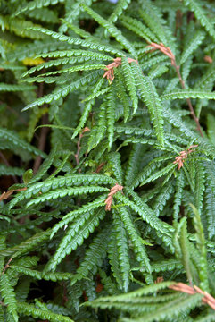 Comptonia Peregrina