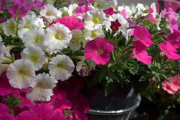 Petunia Shock Wave Buzz Mixture