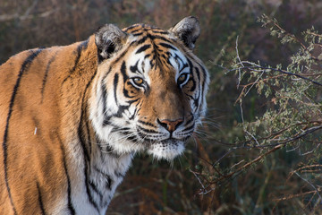 Portrait of a Tiger in Early Morning Light
