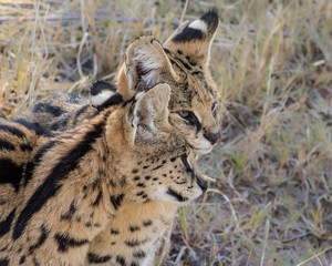 Two Affectionate Adult Serval Cats, Portrait