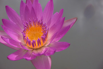 Iridescent Pink and yellow water lily