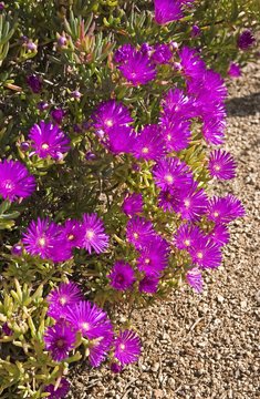 Lampranthus Sp. (Rose Fluo)