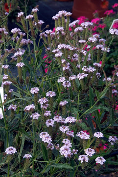 Verbena Venosa Polaris
