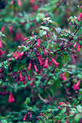 Fuchsia Microphylla