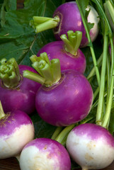 Brassica Rapa - Navet Blanc Globe A Collet Violet