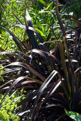 Phormium Platts Black