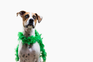 Dog Wearing Green Feather Boa