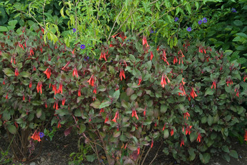 Fuchsia Thalia