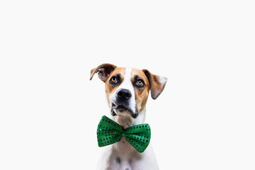 Dog wearing green bow tie