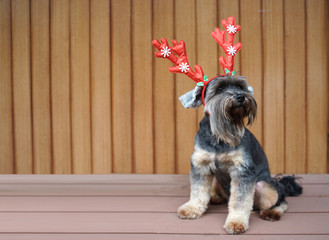 Funny christmas decoration on mixbreed dog head