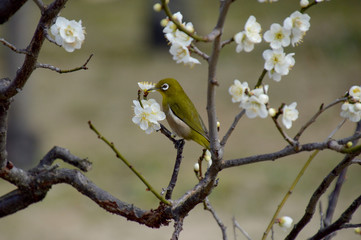 白梅の枝にとまったメジロ