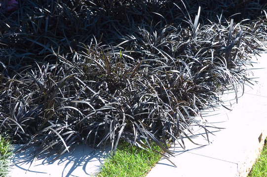 Ophiopogon Planiscapus Nigrescens
