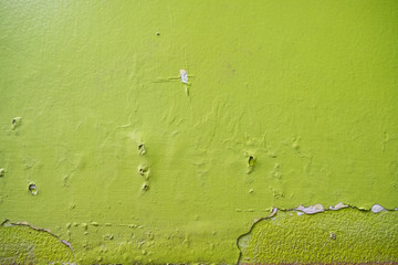 Green cement wall texture background.