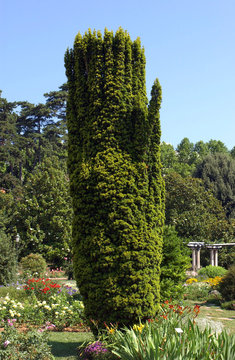 Taxus Baccata Fastigiata Aurea
