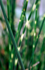 Scirpus Lacustris Zebrinus © HVPM dev