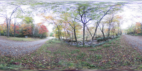 秋の森360度画像