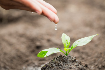 Care and watering the tree by hand, The hands are dripping water to the small seedlings, plant a tree, reduce global warming, World Environment Day